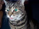 sophie tounge.jpg